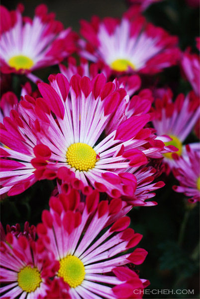 Chinese New Year Chrysanthemums - Che-Cheh