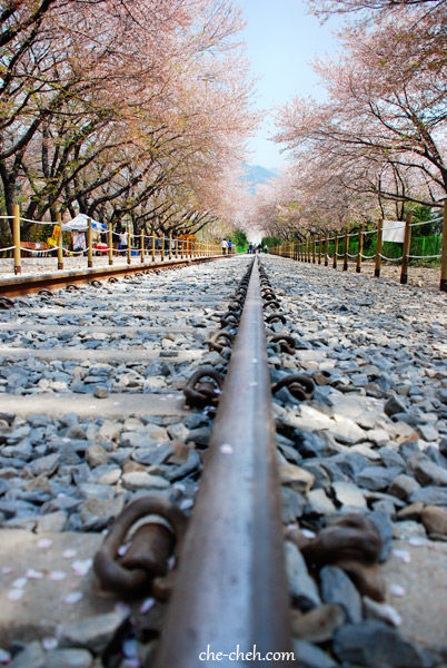 Busan + Jinhae Day 5: Cherry Blossom at Yeojwa Stream & Gyeonghwa ...