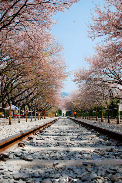 Busan + Jinhae Day 5: Cherry Blossom at Yeojwa Stream & Gyeonghwa ...