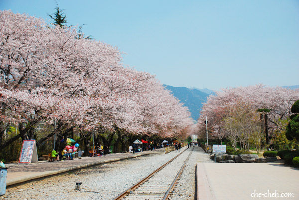 Busan + Jinhae Day 5: Cherry Blossom at Yeojwa Stream & Gyeonghwa ...